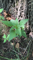 Acalypha rhomboidea