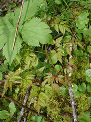 Aruncus dioicus