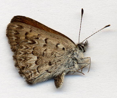 Tharsalea mariposa