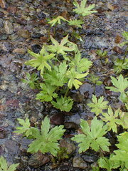 Petasites frigidus palmatus