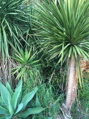 Cordyline australis