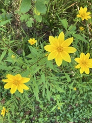 Bidens aristosa