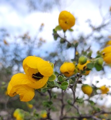 Senna unijuga