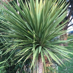 Cordyline australis