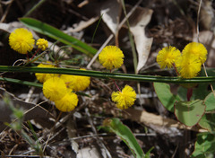 Acacia applanata