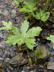 Petasites frigidus palmatus