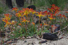 Anigozanthos humilis humilis