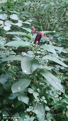 Phytolacca acinosa
