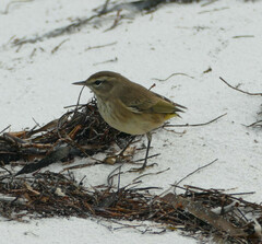 Setophaga palmarum palmarum