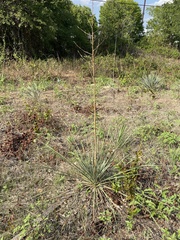 Yucca necopina