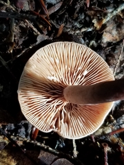 Lactarius camphoratus