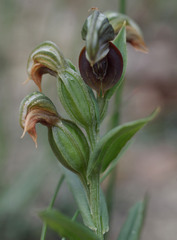Pterostylis sanguinea