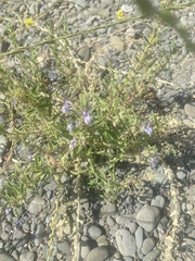 Trichostema lanceolatum