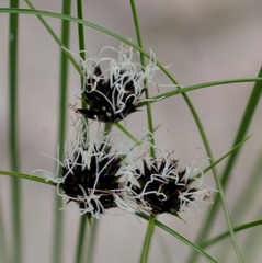Schoenus curvifolius