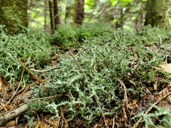 Cladonia furcata