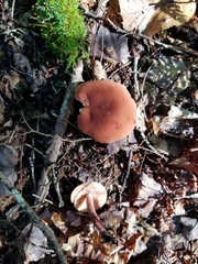 Lactarius camphoratus