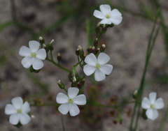 Drosera porrecta