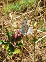 Polyommatus coridon