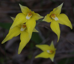 Caladenia flava flava