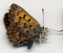Tharsalea mariposa