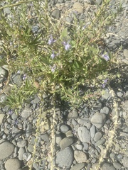 Trichostema lanceolatum