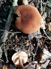 Lactarius camphoratus