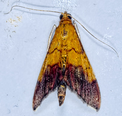 Pyrausta bicoloralis