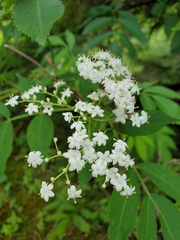 Viburnaceae
