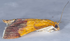 Pyrausta bicoloralis