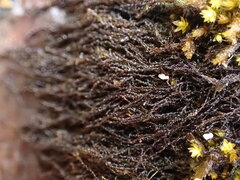 Cephaloziella