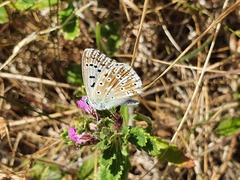 Polyommatus coridon