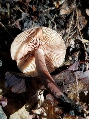 Lactarius camphoratus