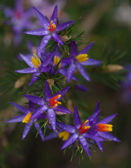 Calectasia narragara