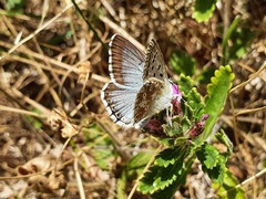Polyommatus coridon