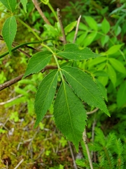 Viburnaceae