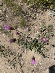 Cirsium andersonii