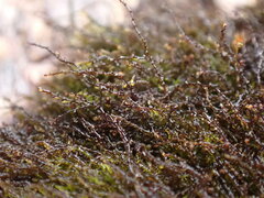 Cephaloziella