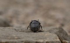 Scarabaeus laticollis