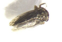 Cicadellidae