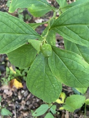 Hybanthus concolor