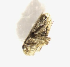 Cicadellidae