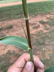 Urochloa texana