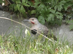 Colaptes auratus luteus × cafer