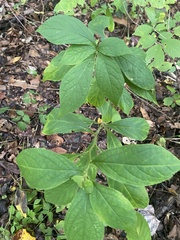 Hybanthus concolor