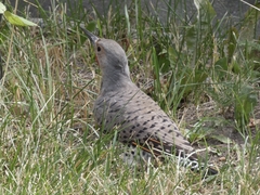 Colaptes auratus luteus × cafer