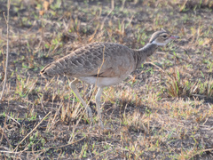 Eupodotis senegalensis