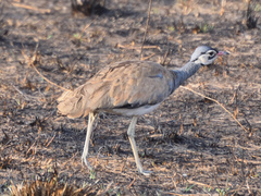 Eupodotis senegalensis