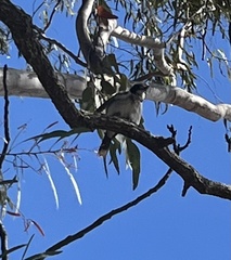 Cracticus nigrogularis