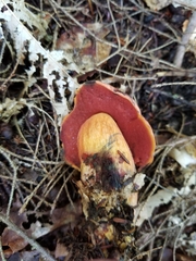 Neoboletus luridiformis