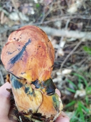 Neoboletus luridiformis
